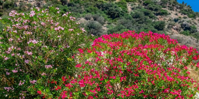 VillaAfrata 0087 DZ6_1126